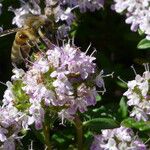 Thymus roegneri Flor