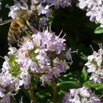 Thymus roegneri