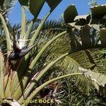 Strelitzia nicolai Άλλα