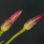 Calystegia longipes Кветка