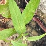 Epilobium roseum Lehti