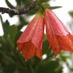 Thiollierea campanulata Fiore