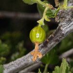 Ribes quercetorum Frucht