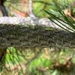 Pinus heldreichii Casca