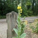 Verbascum densiflorumFlower