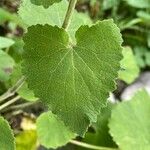 Campanula alliariifolia Folha