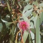 Eucalyptus leucoxylon Květ