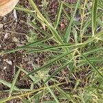 Asclepias asperula Leaf