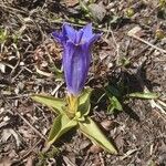 Gentiana acaulis Hábito