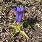 Gentiana acaulis Habit