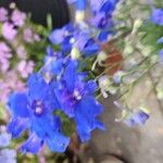 Delphinium grandiflorum Квітка