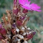 Dianthus balbisii Цвят