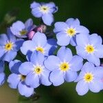 Myosotis sylvatica 花