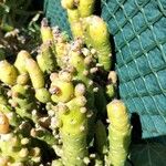 Tephrocactus verschaffeltiiपत्ता