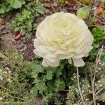 Ranunculus asiaticus Blomma