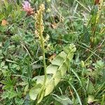 Botrychium lunaria 形態