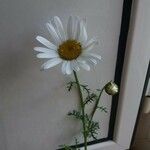 Cota altissima Λουλούδι