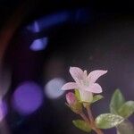 Oldenlandia salzmannii Fleur