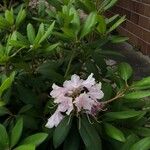 Rhododendron maximum Kwiat