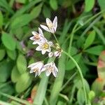 Nothoscordum gracile പുഷ്പം