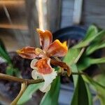 Oncidium crocidipterum Flor