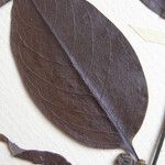 Guatteria foliosa Otro