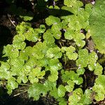 Hydrocotyle ranunculoides Yeri