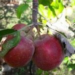 Malus sylvestris 果實