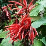 Aphelandra arborea Çiçek