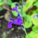 Salvia coahuilensis Floro