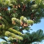 Abies procera Virág