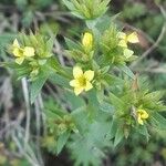 Linum strictum Cvijet