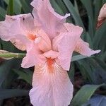 Iris albicans Blomst