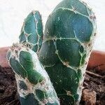 Opuntia dillenii Leht