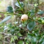 Psychotria bourailensis Fruit