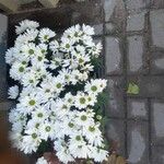 Chrysanthemum indicum Цветок