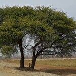 Vachellia erioloba Elinympäristö