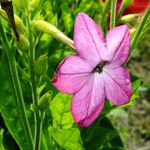 Nicotiana alata പുഷ്പം