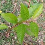 Citharexylum myrianthum Blatt