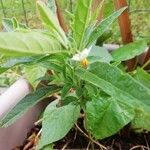 Solanum americanum Lapas
