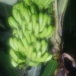 Musa × paradisiaca Fruitua