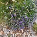 Campanula cochleariifoliaFlor