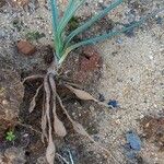 Allium barthianum Hoja