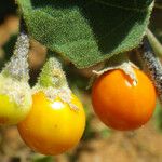 Solanum trilobatum Frucht