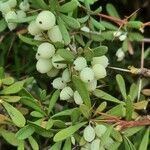 Berberis wilsoniae Fruit