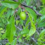 Prunus rivularis Fruit