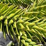 Araucaria araucana Fuelha