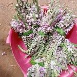 Polygala macrostigma Floro