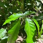 Capparidastrum frondosum 葉