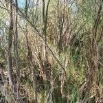 Plocama pendula Habit